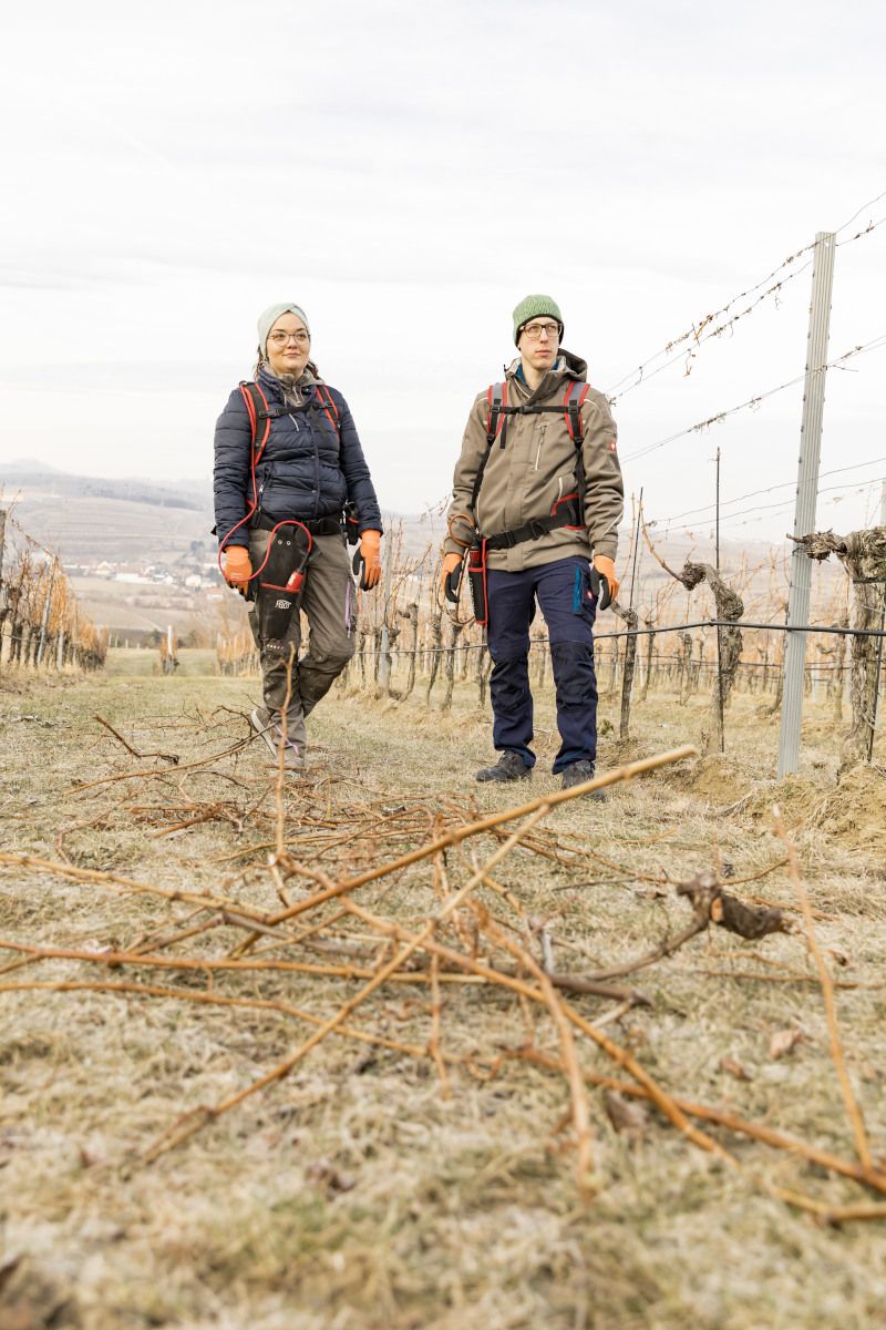 Prerezávanie v zime