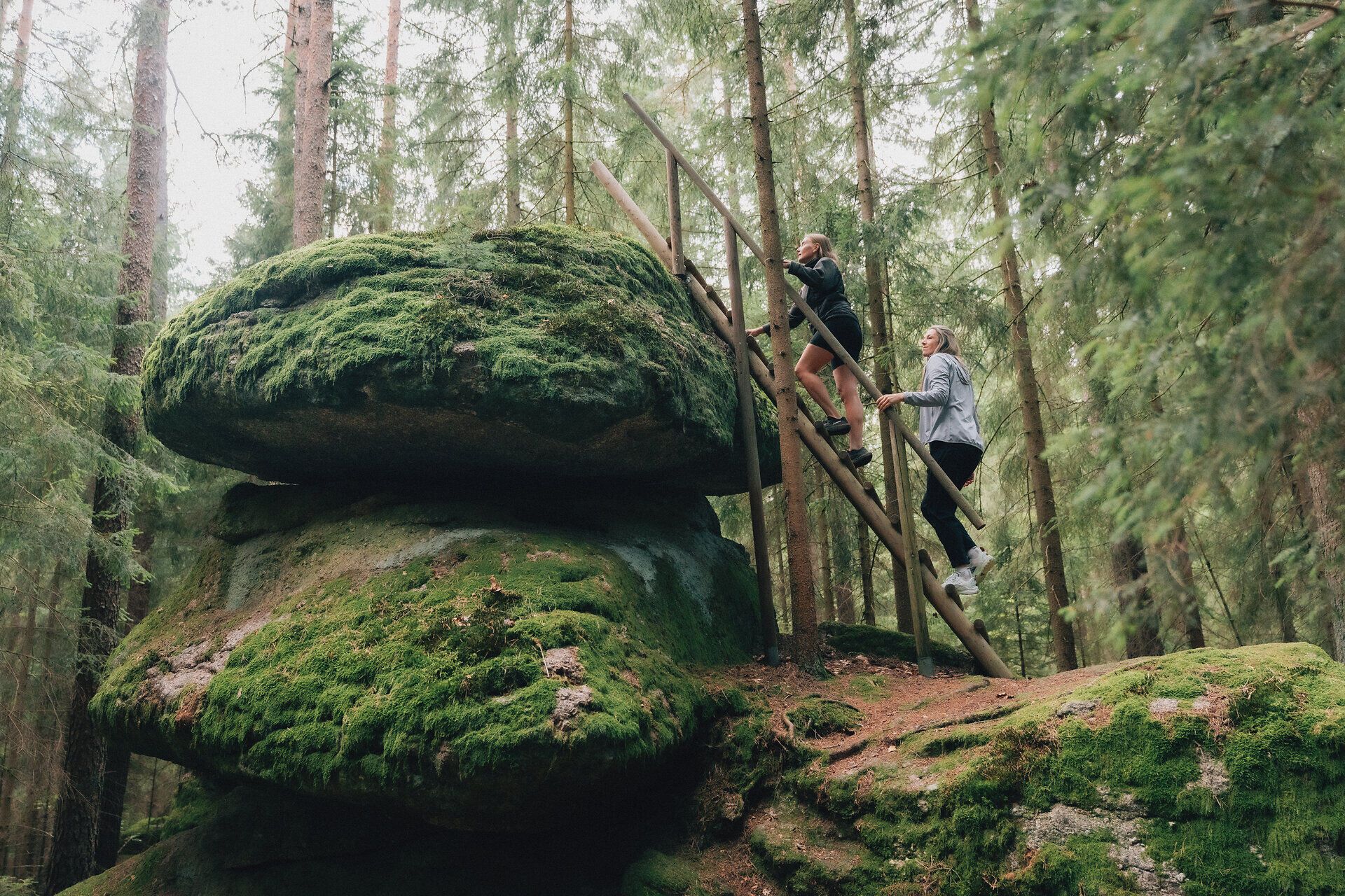 Zwei Personen steigen über eine Holzleiter auf einen großen, moosbewachsenen Felsen im Wald; der Kierlingstein liegt eingebettet zwischen hohen Nadelbäumen im Waldviertel.