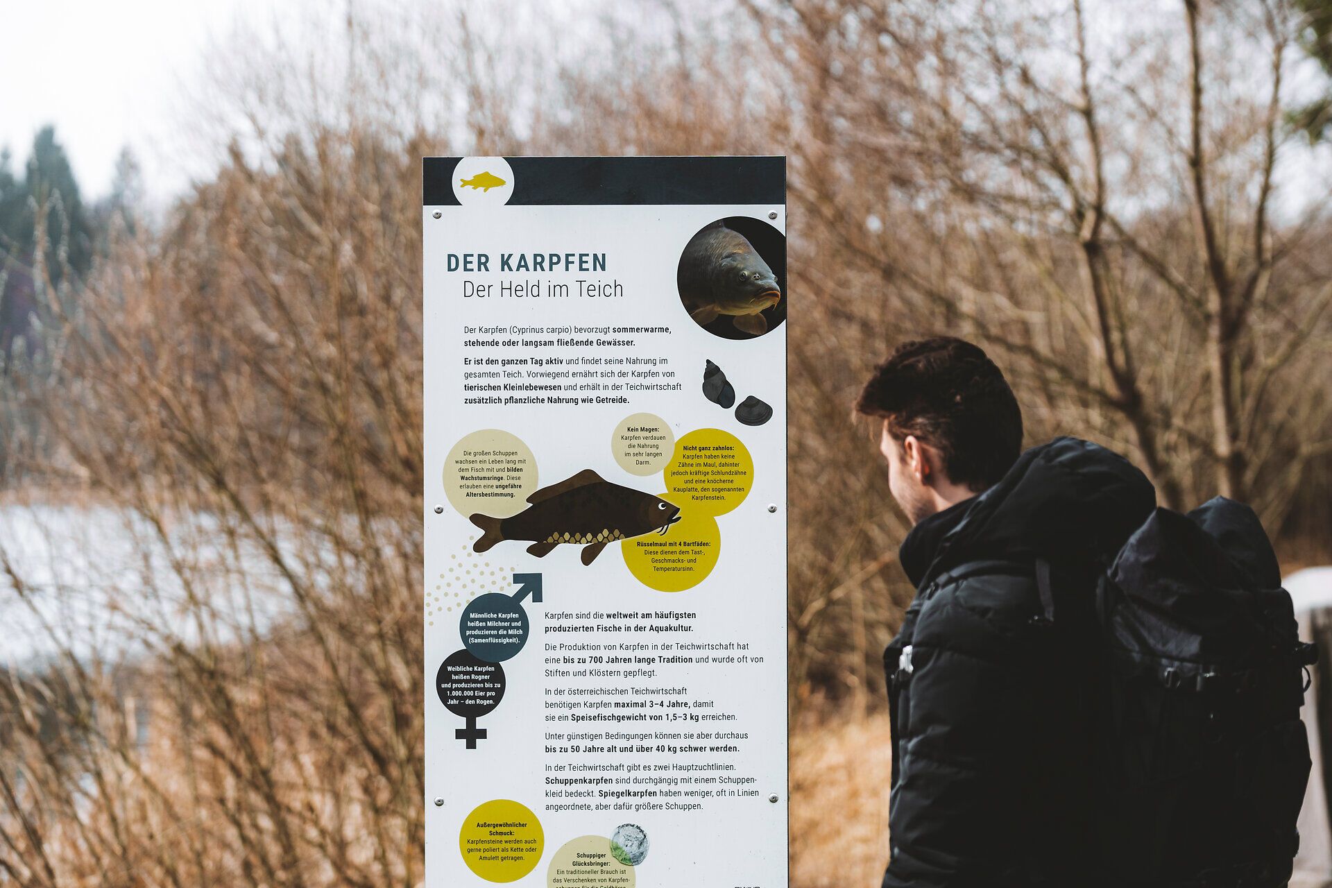 Muž číta informačnú tabuľu o kaproch na turistickom chodníku pri rybníku.