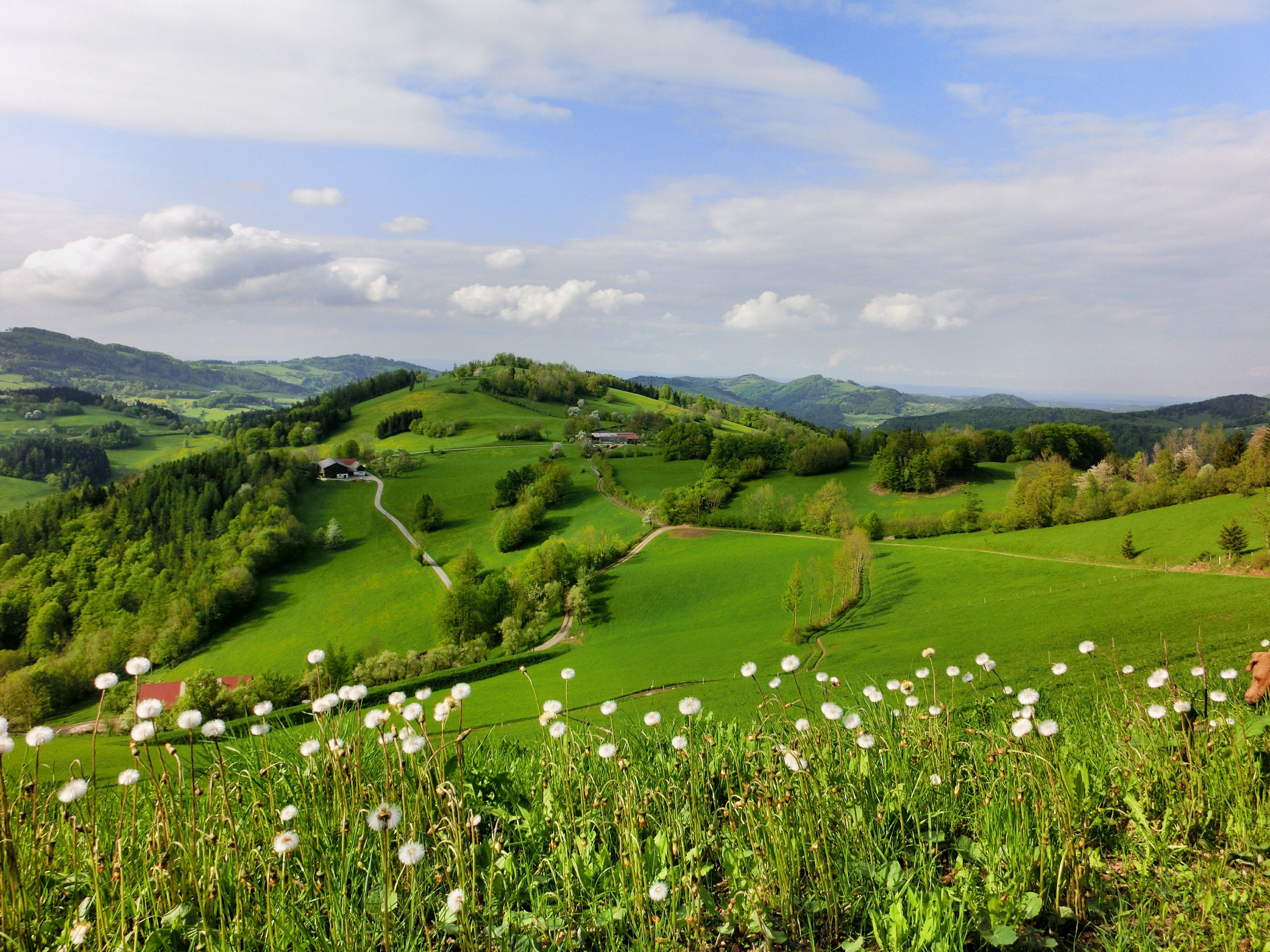 Zelená kopcovitá krajina s púpavami v popredí a zamračenou oblohou.
