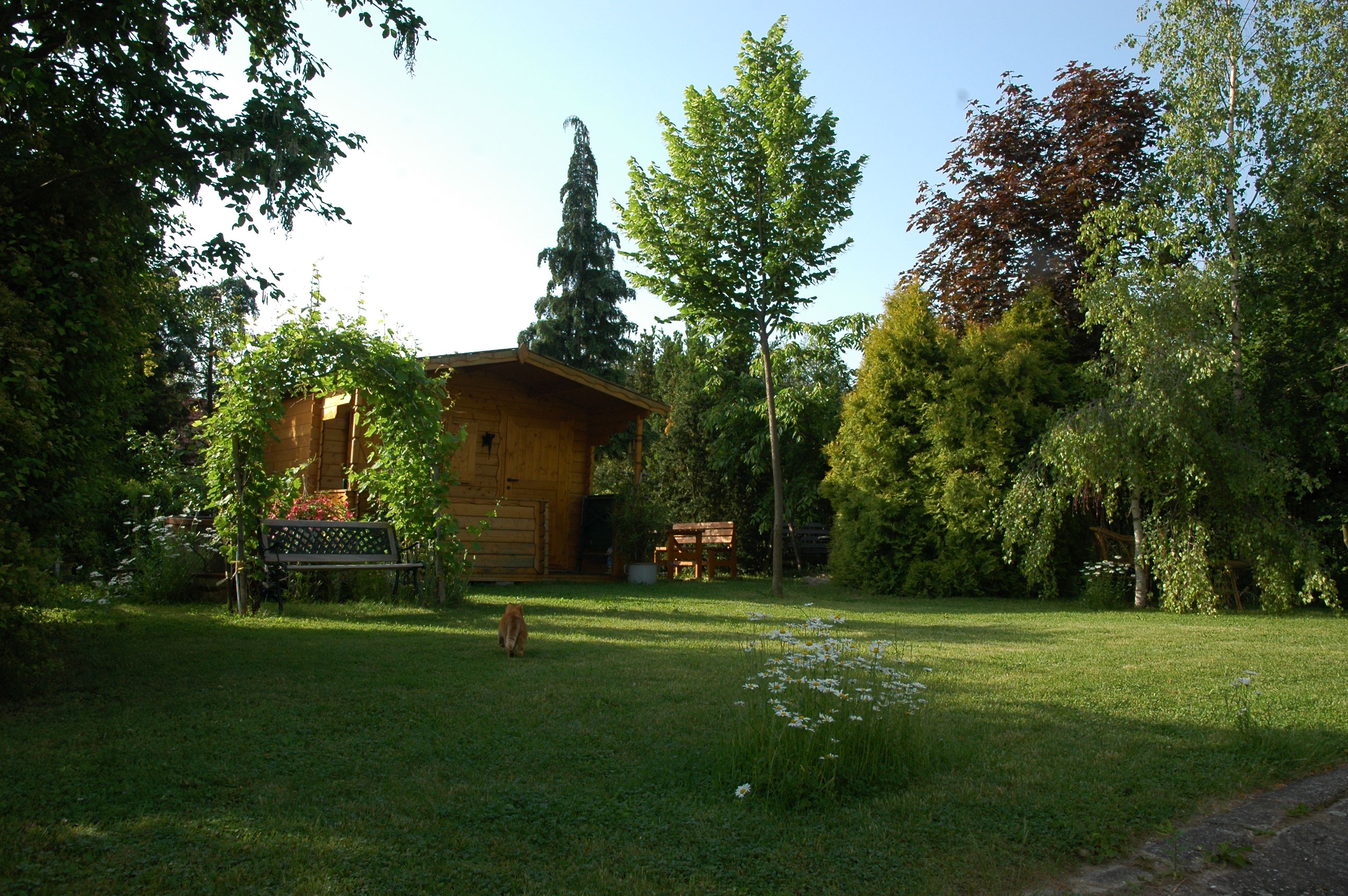 Tichá záhrada s drevenou chatkou, stromami a lavičkou. Po trávniku behá mačka.