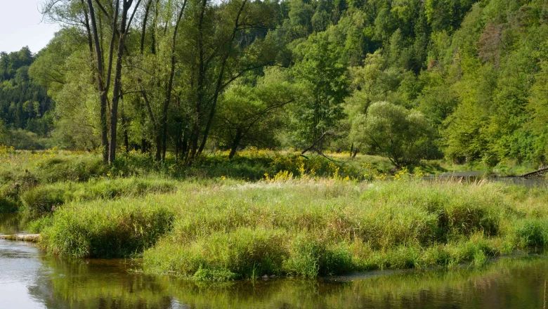 Riečna krajina so stromami a lúkami v opátskom lese Altenburg.