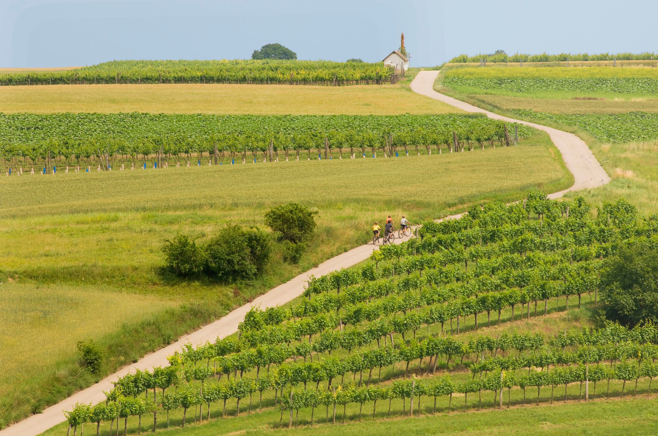 Cyklisti na ceste cez vinice vo vidieckej krajine.