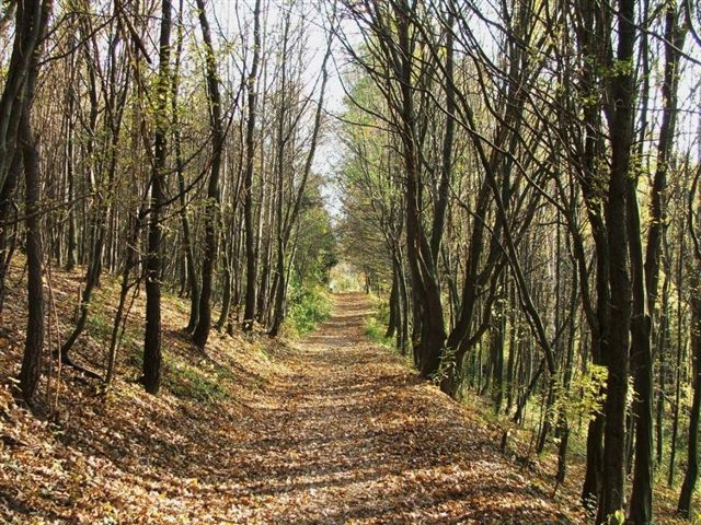 Lesná cesta vo Viedenskom lese, lemovaná stromami pokrytými jesenným lístím.