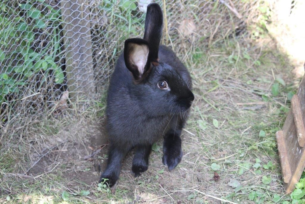 Králiky na dovolenkovej farme Kirchau