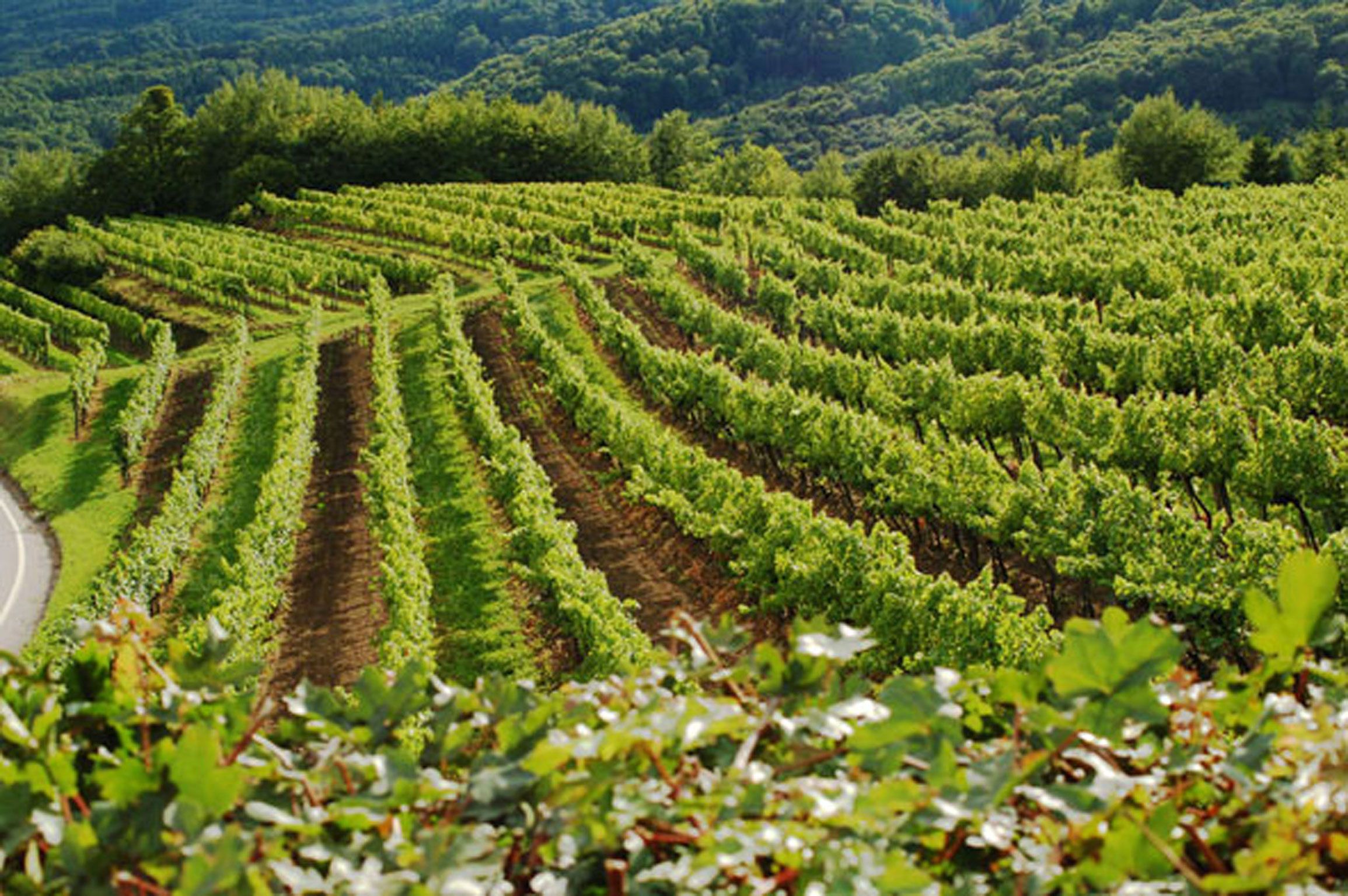 Vinohrady vo Wachau so zeleným viničom a kopcami v pozadí.