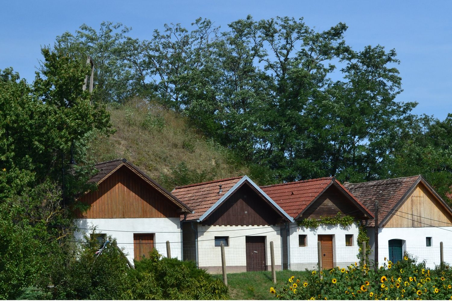 Tri tradičné vínne pivnice s červenými strechami vo vidieckom prostredí, obklopené stromami a slnečnicami.