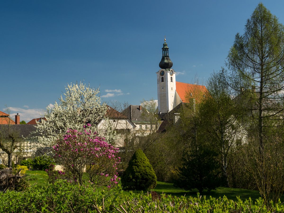 Kostolná veža v Purgstalle s kvitnúcimi stromami v popredí.