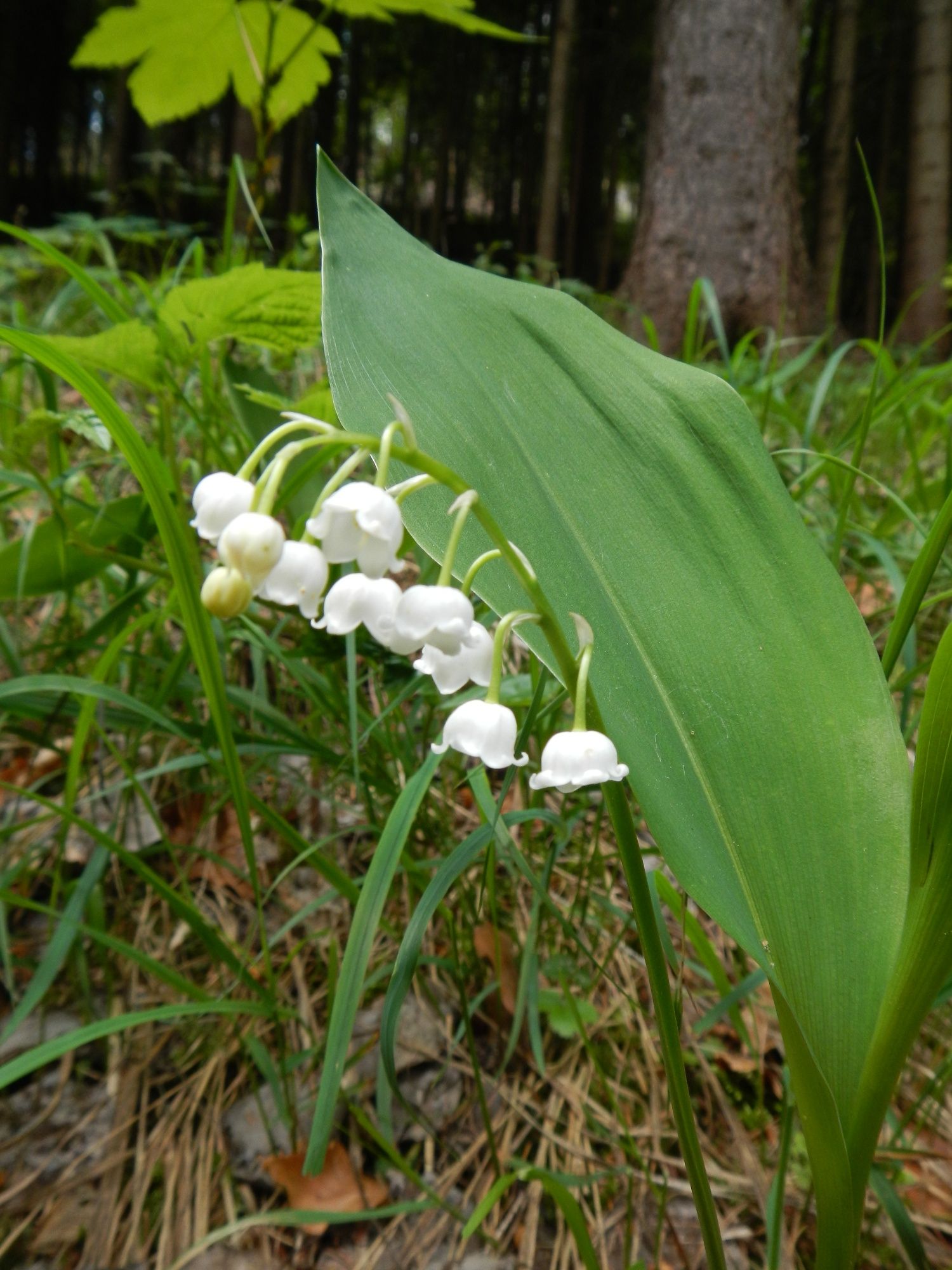 3_WANDERBLUME ST.AEGYD - Cesta konvaliniek