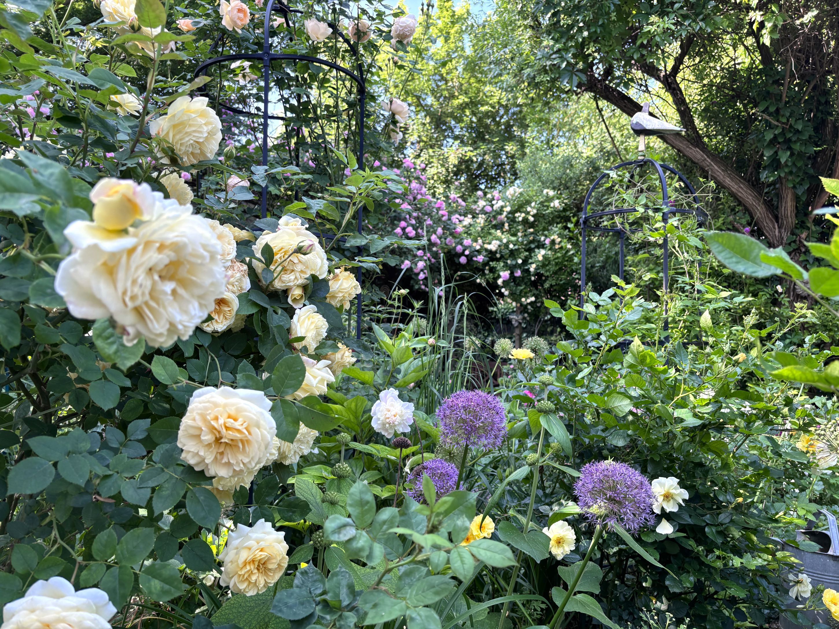 Rozkvitnutá záhrada so žltými ružami a fialovým okrasným pórom, obklopená sviežou zeleňou.