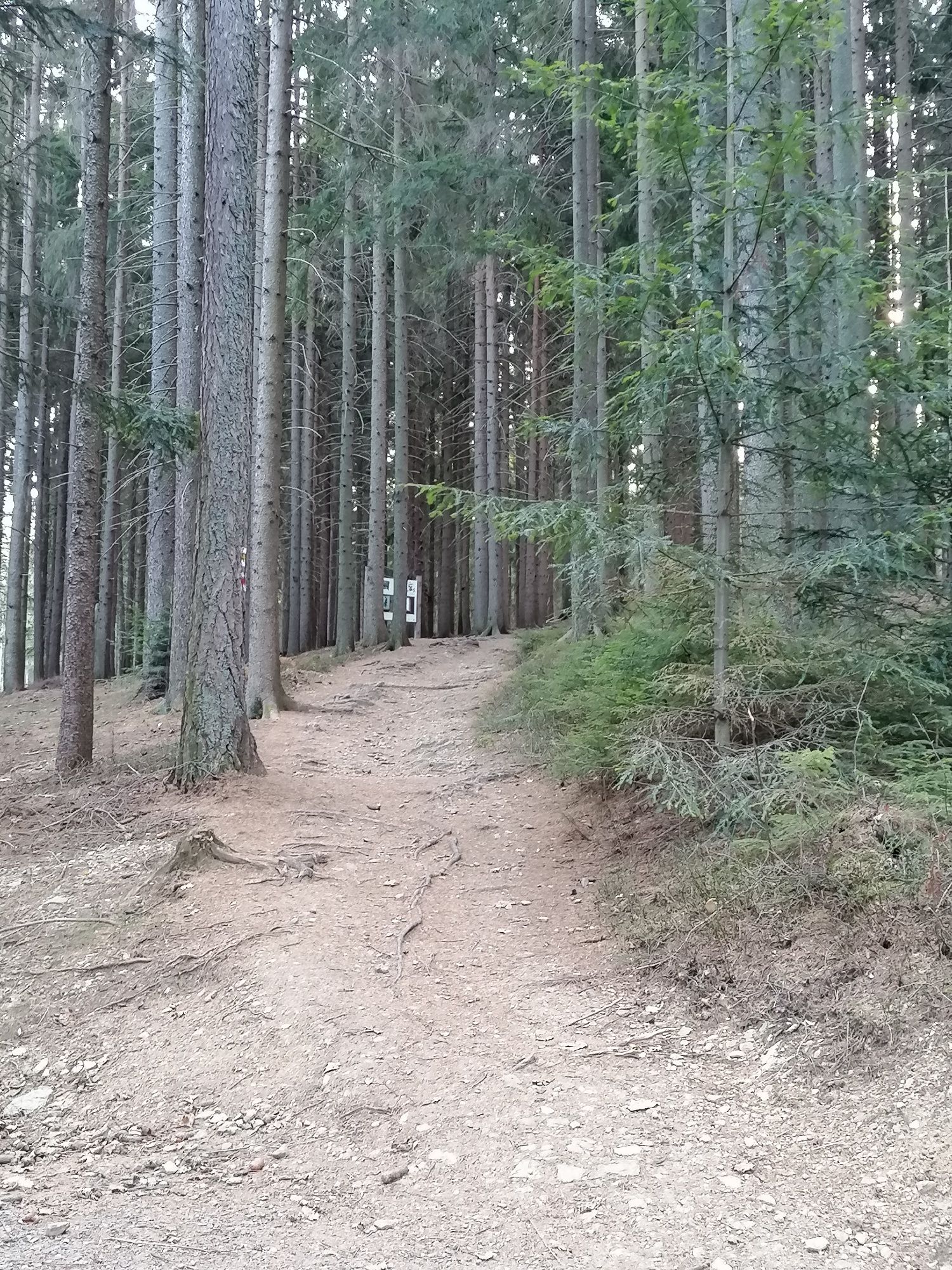 Lesná cesta v blízkosti dobrodružnej arény