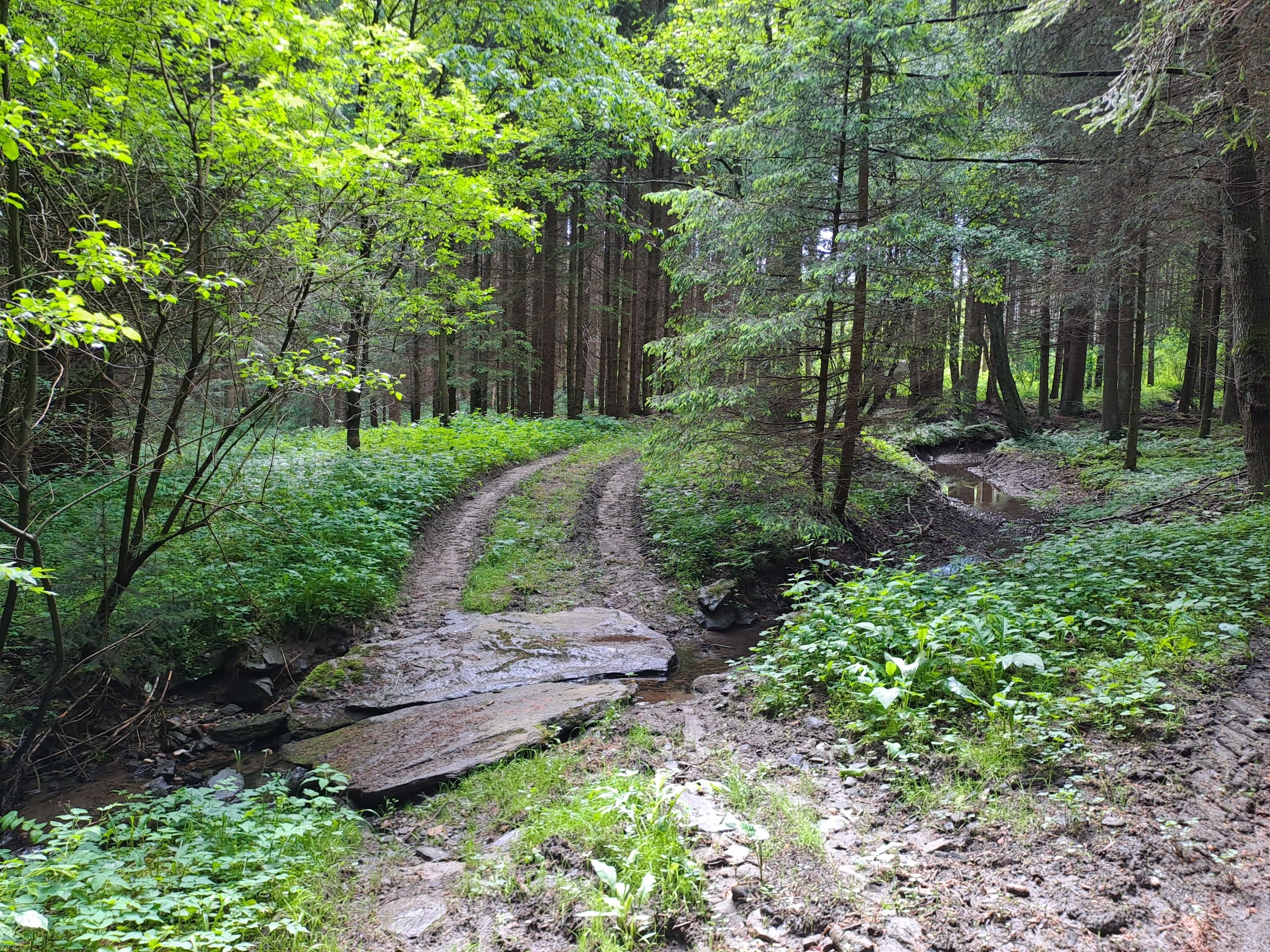 Lesná cesta 