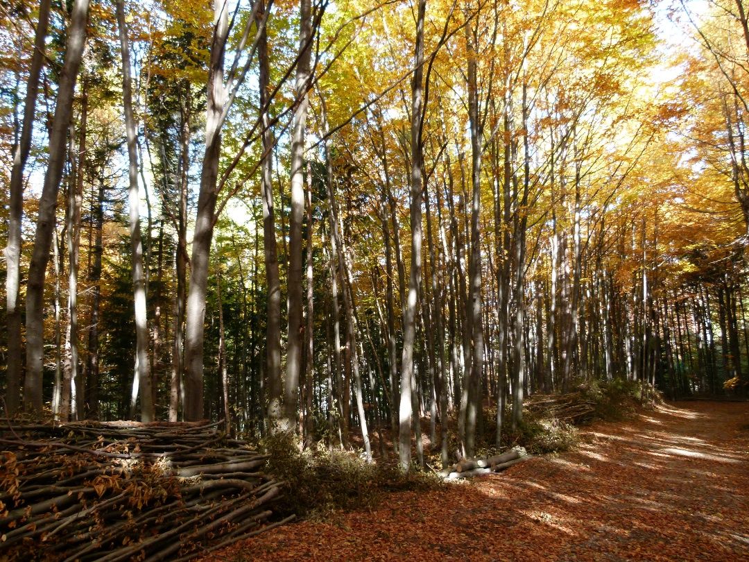 Jesenná lesná cesta