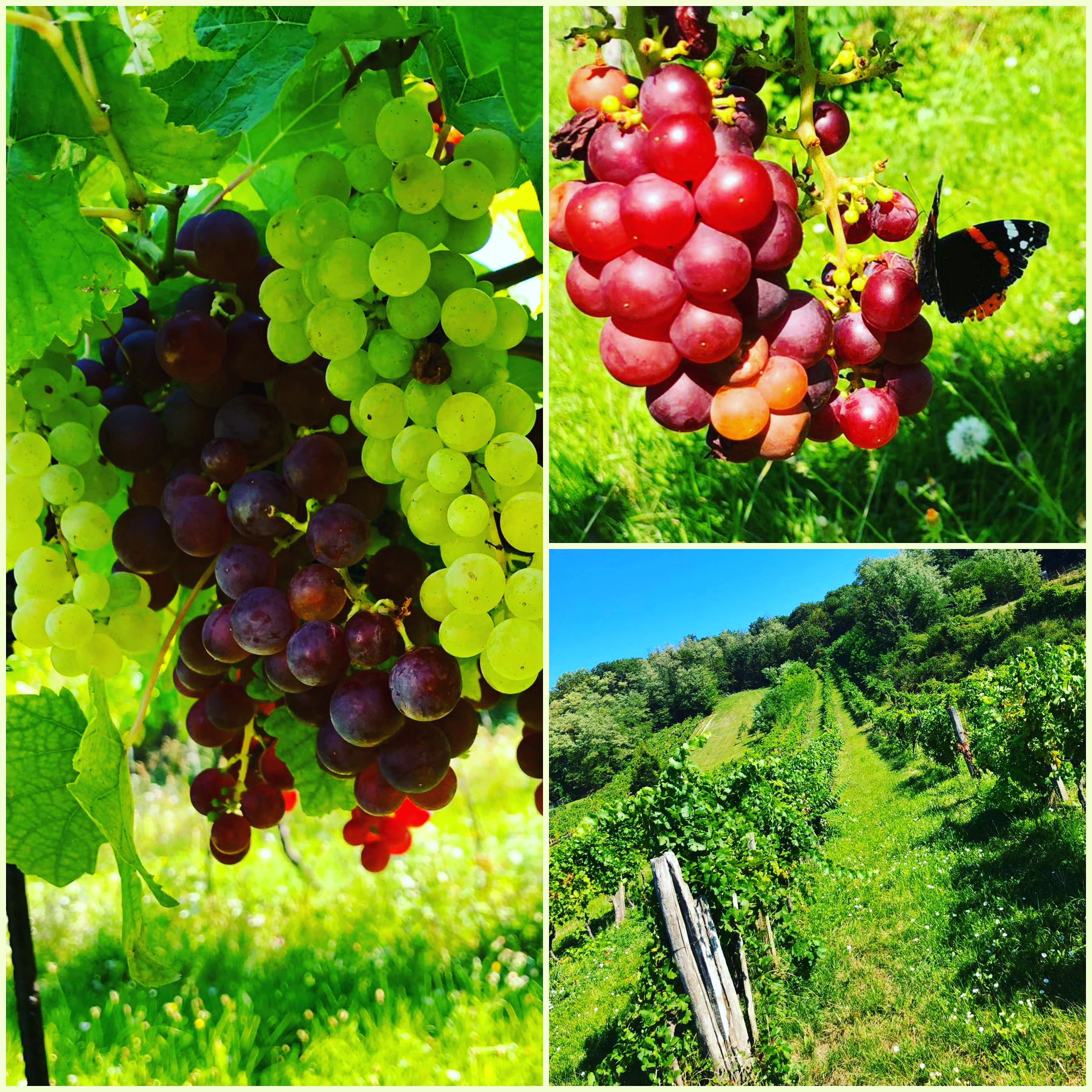 Vinárstvo Niefergall Wolfsthal, koláž s hroznom a vinicou