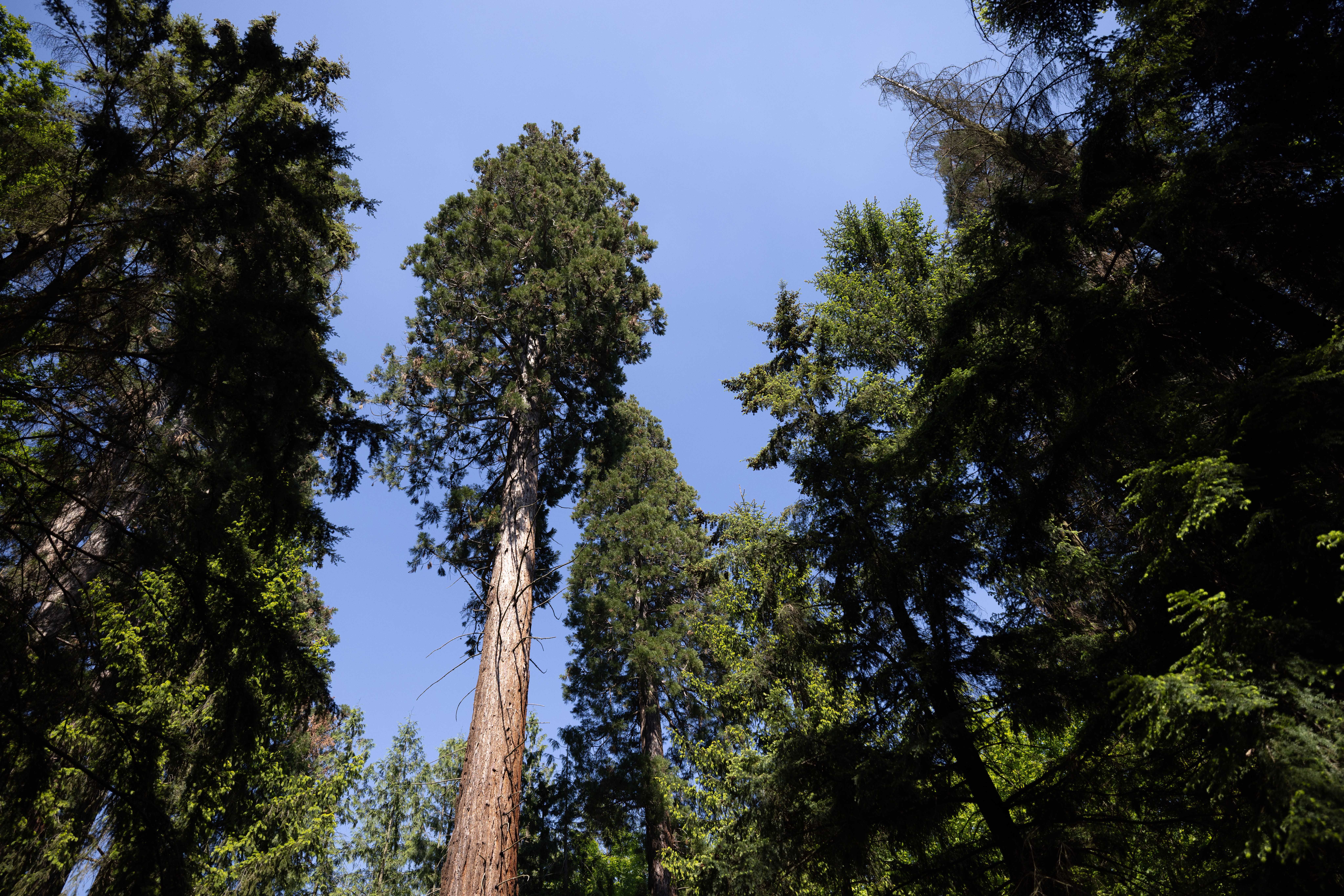 Pohľad hore do hustého lesa s vysokými stromami a modrou oblohou.
