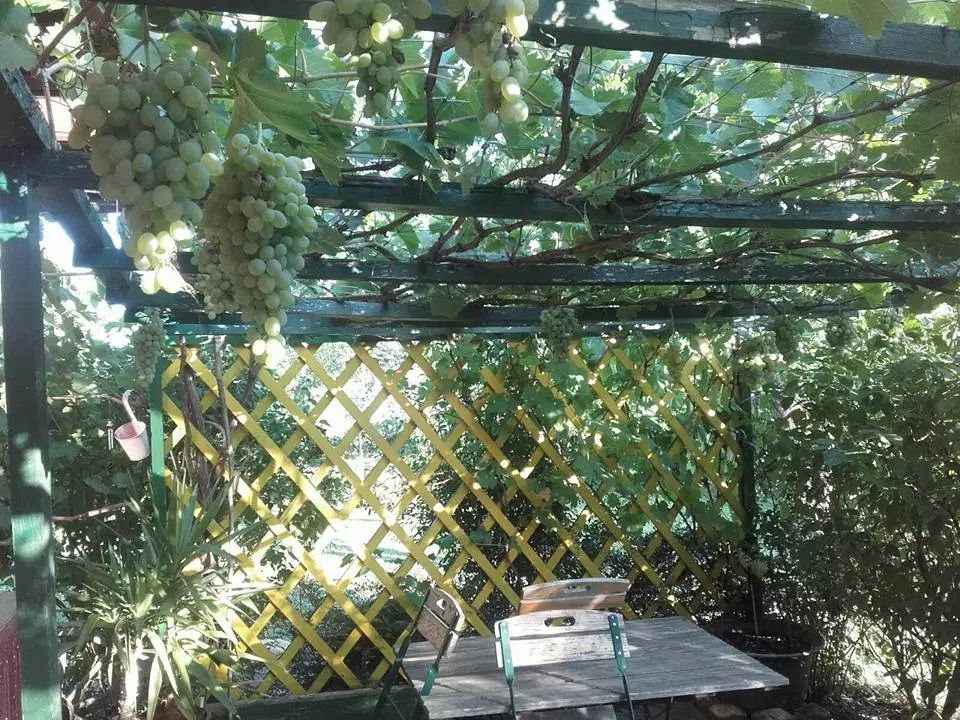 Pergola v záhrade Paula Seela