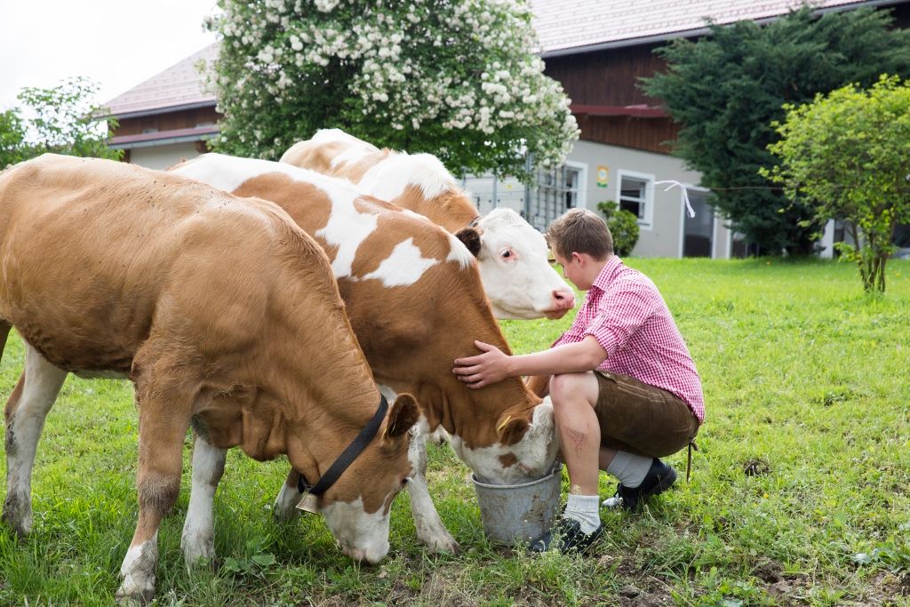Syráreň Sonnhalmberg na farme