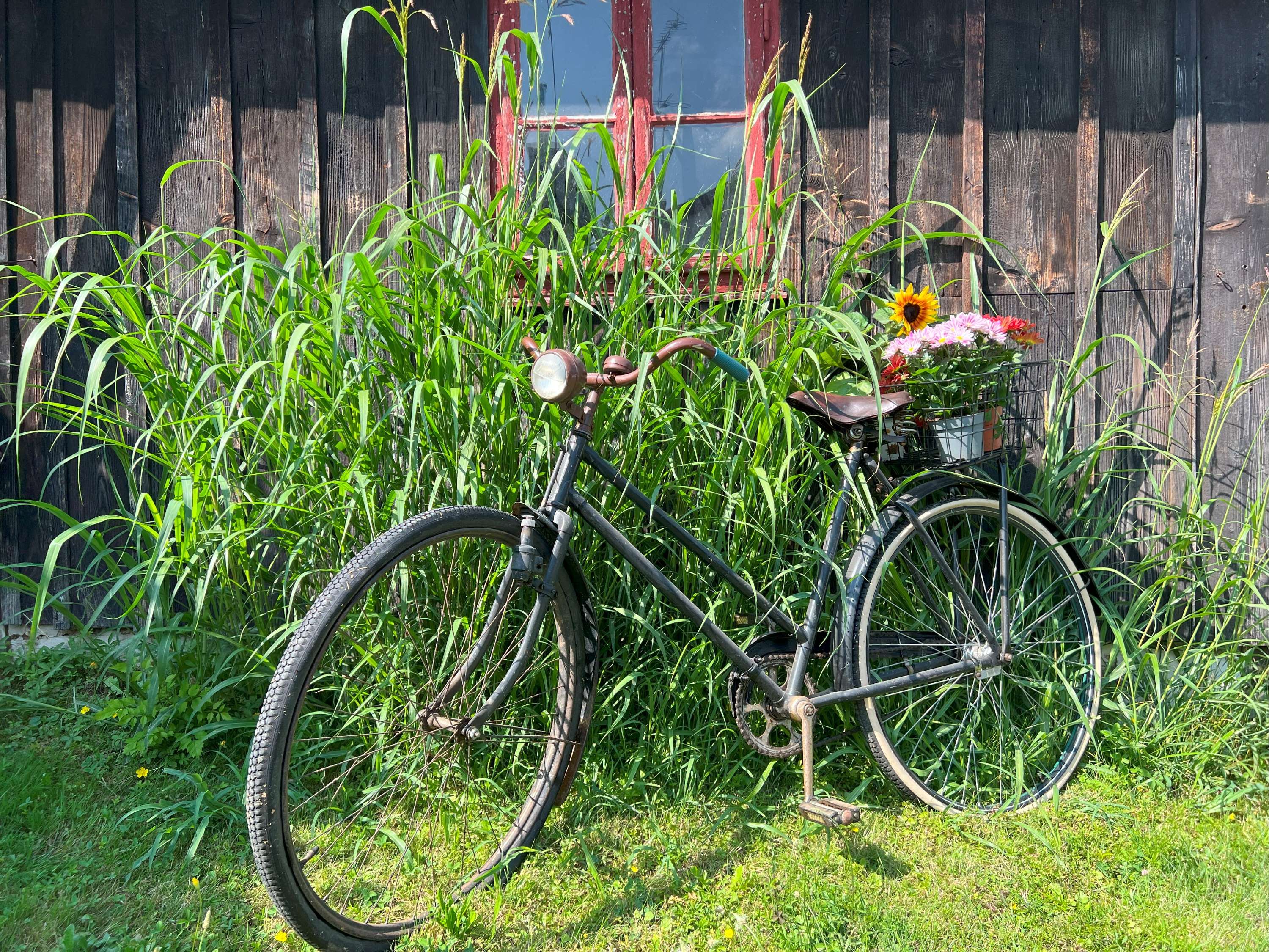 Pred drevenou stenou obklopenou vysokou trávou stojí starý bicykel s košom plným kvetov.