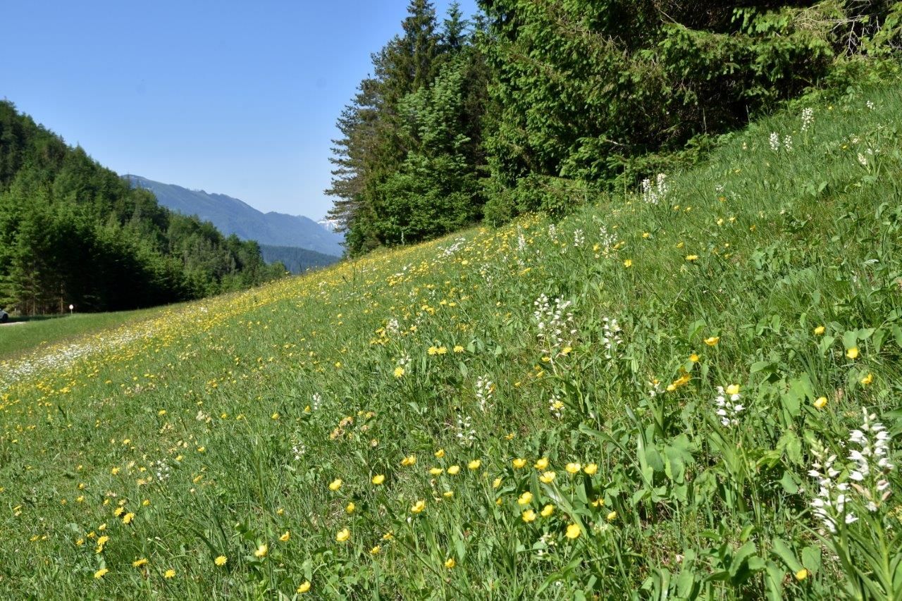 Ukážková lúka v údolí Kothbergtal pri Lunzersee