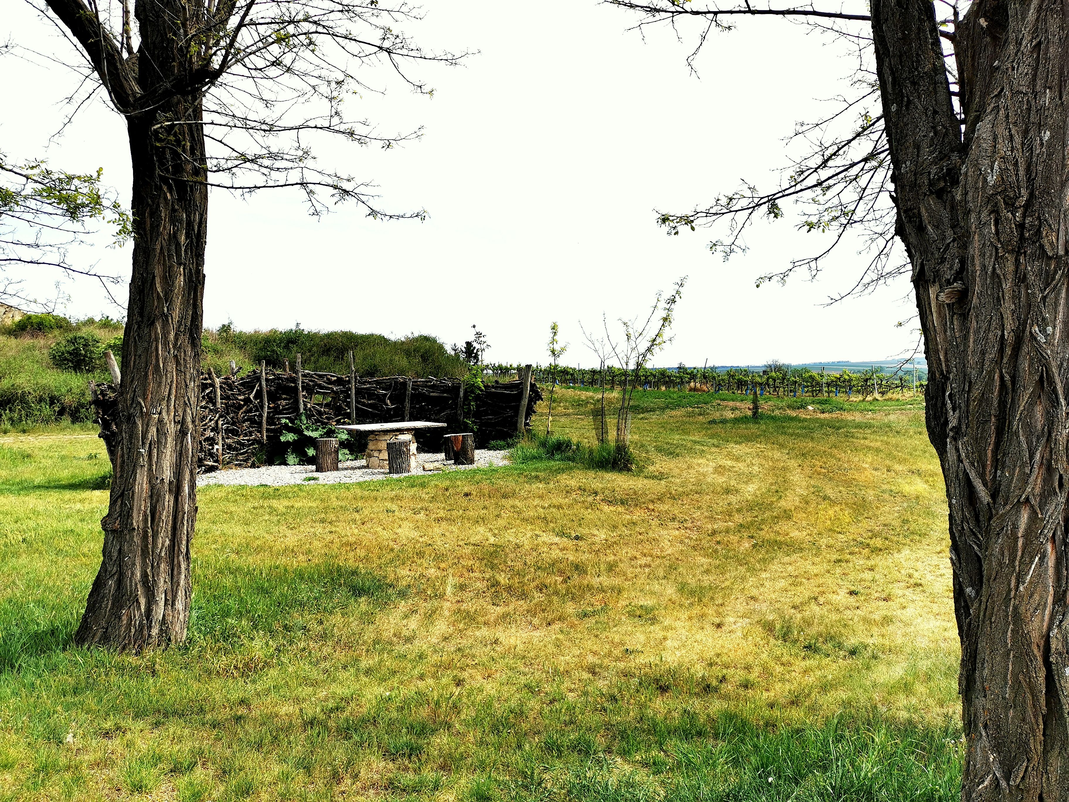 Krajina so stromami, dreveným stolom a lavicami, obklopená lúkami a viničom.