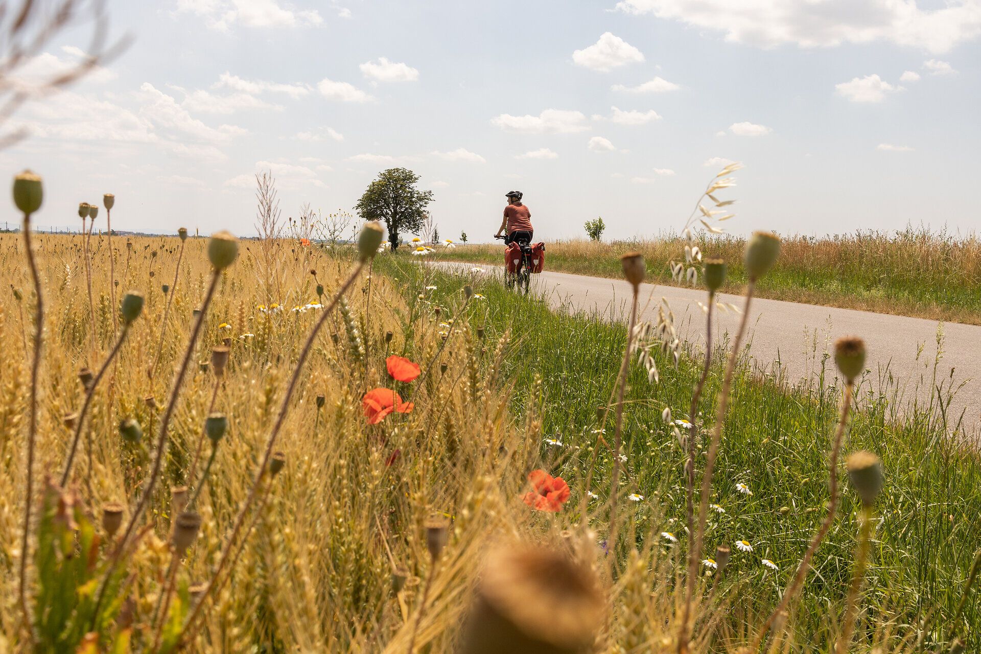 Ein Radfahrer genießt die sanften Hügel und die blühenden Wiesen, während er entlang des ruhigen Radwegs fährt. Die leuchtenden Mohnblumen und das sanfte Rauschen des Windes schaffen eine idyllische Atmosphäre, die zum Verweilen einlädt.
