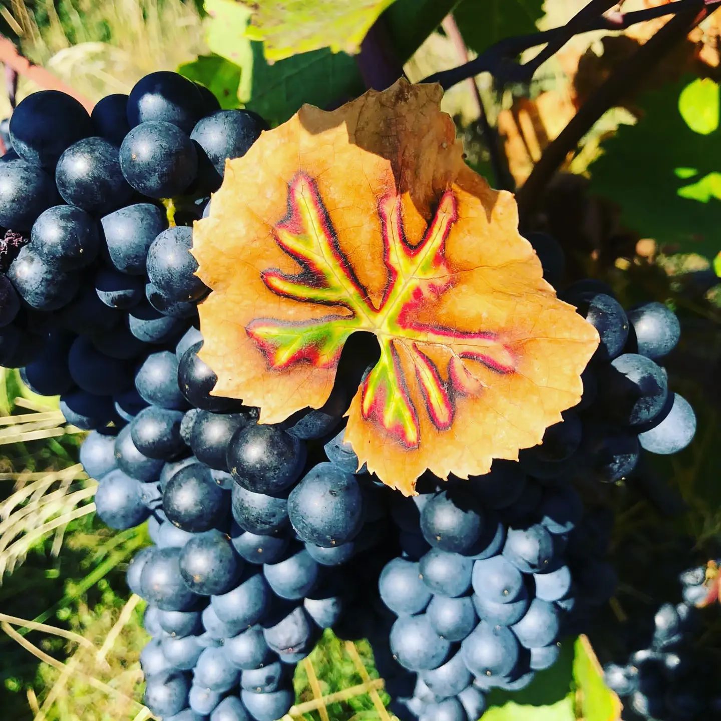 Weinbau Niefergall Wolfsthal, modré hrozno na viniči