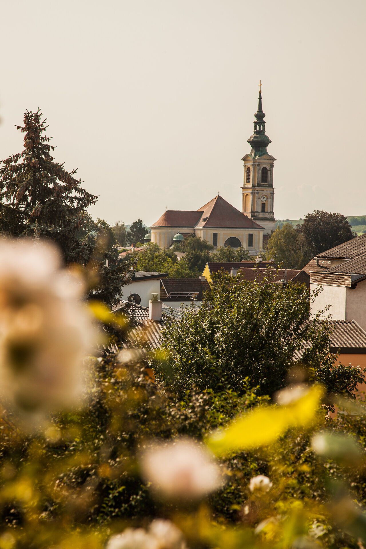 V miernej kopcovitej krajine kvitnú ruže v plnej kráse a rámujú malebný kostol, ktorý hrdo bdie nad dedinou. Zlatisté lúče slnka kúpu scenériu v teplom svetle a pozývajú vás vychutnať si krásu prírody.