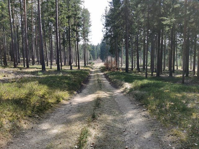 Pengerswald