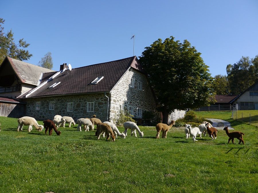 Alpaky sa pasú na zelenej lúke pred kamennou farmou.