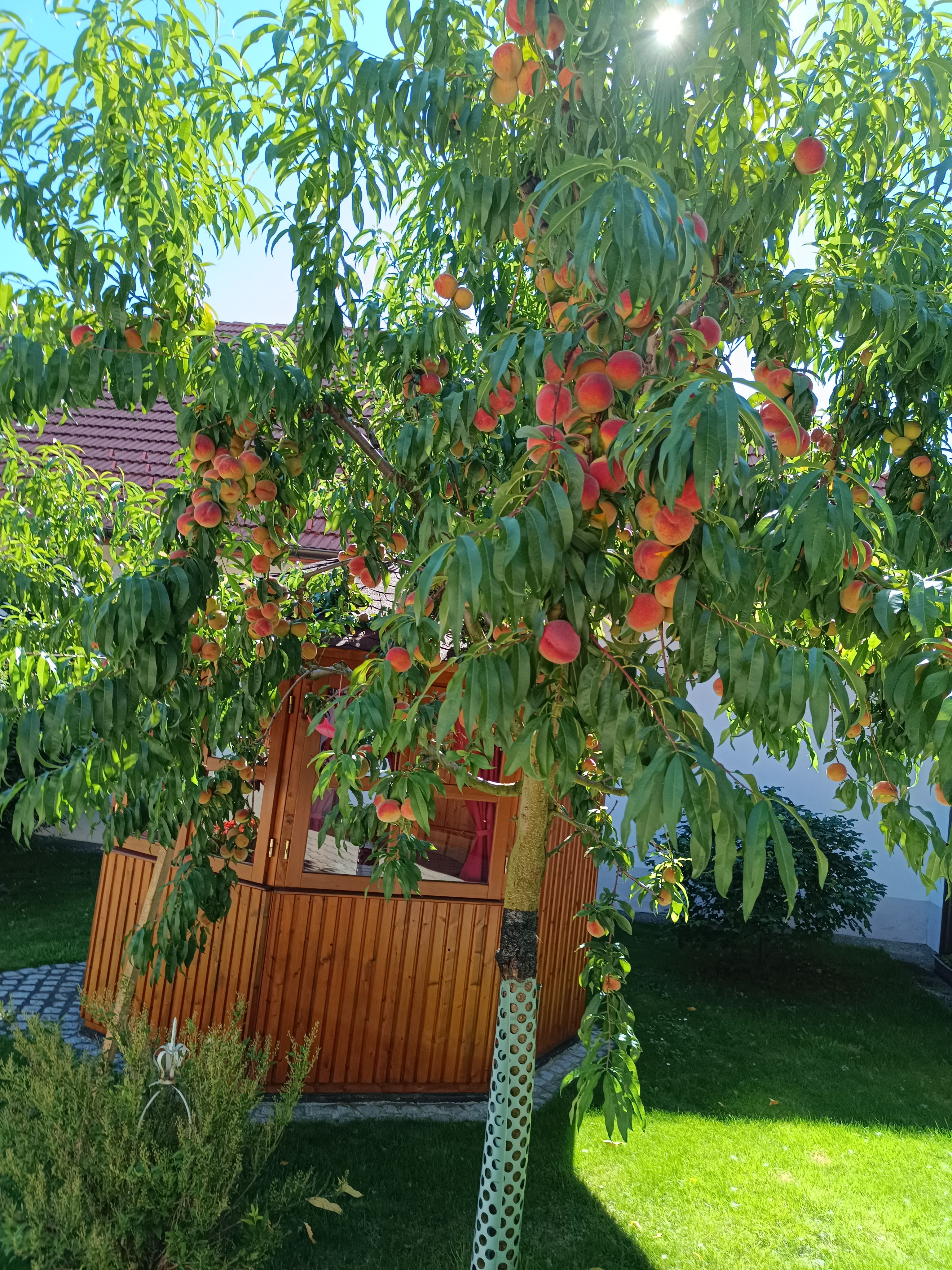 Na slnečnom dvore pred malým dreveným pavilónom stojí broskyňa plná ovocia.