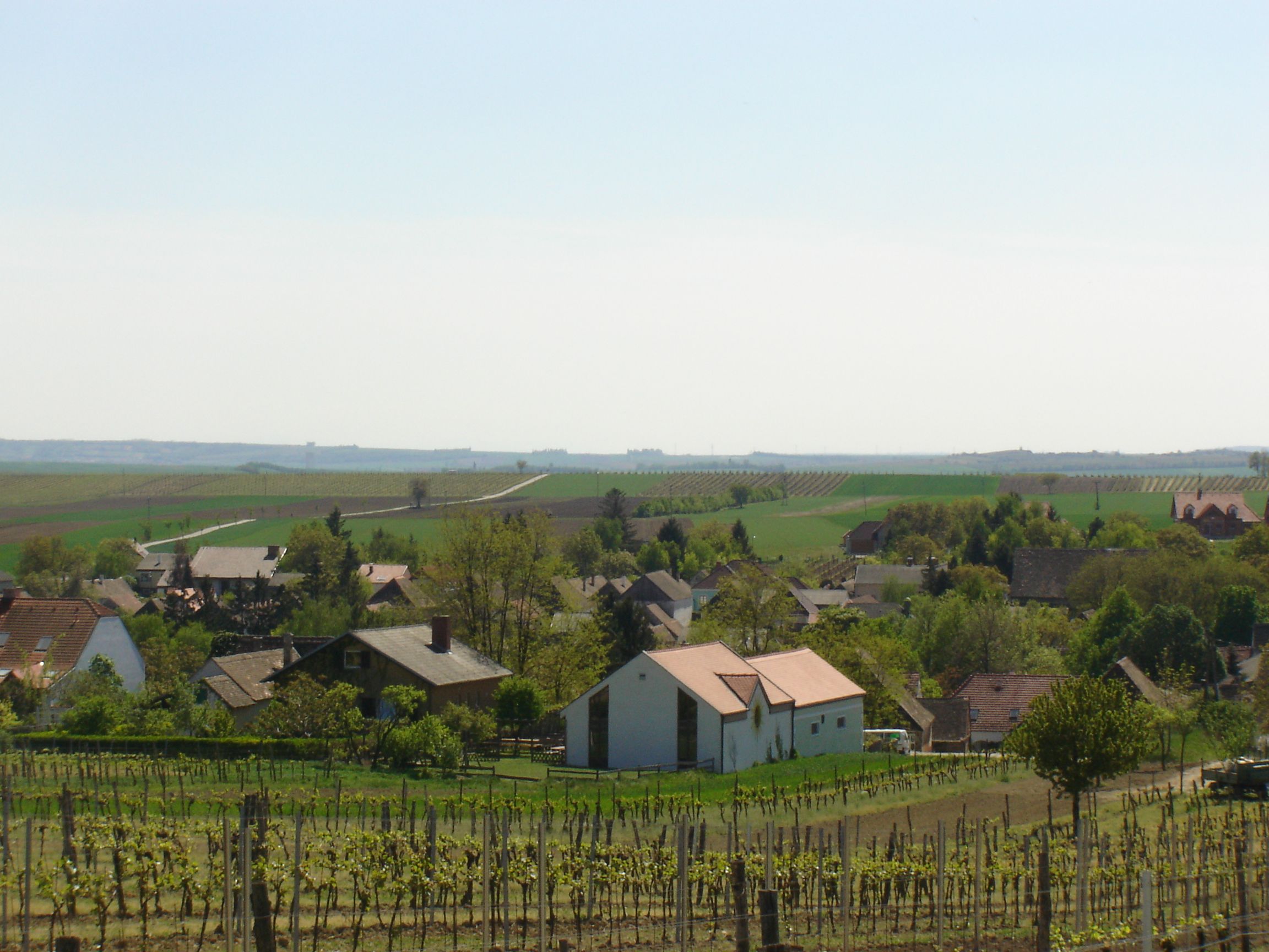 Krajina s vinicami a dedinou v pozadí.