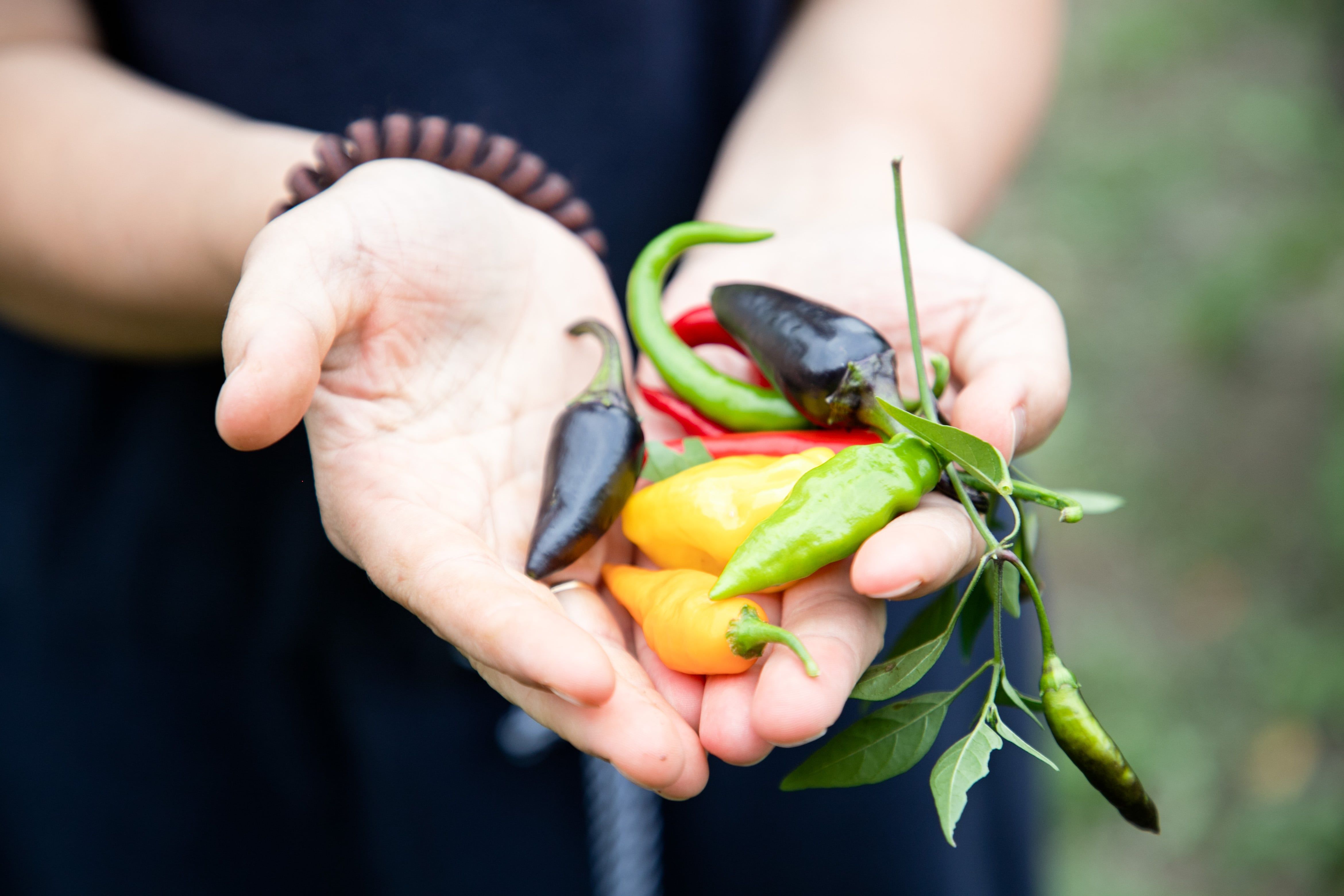 Rôzne druhy chilli v mojich rukách.