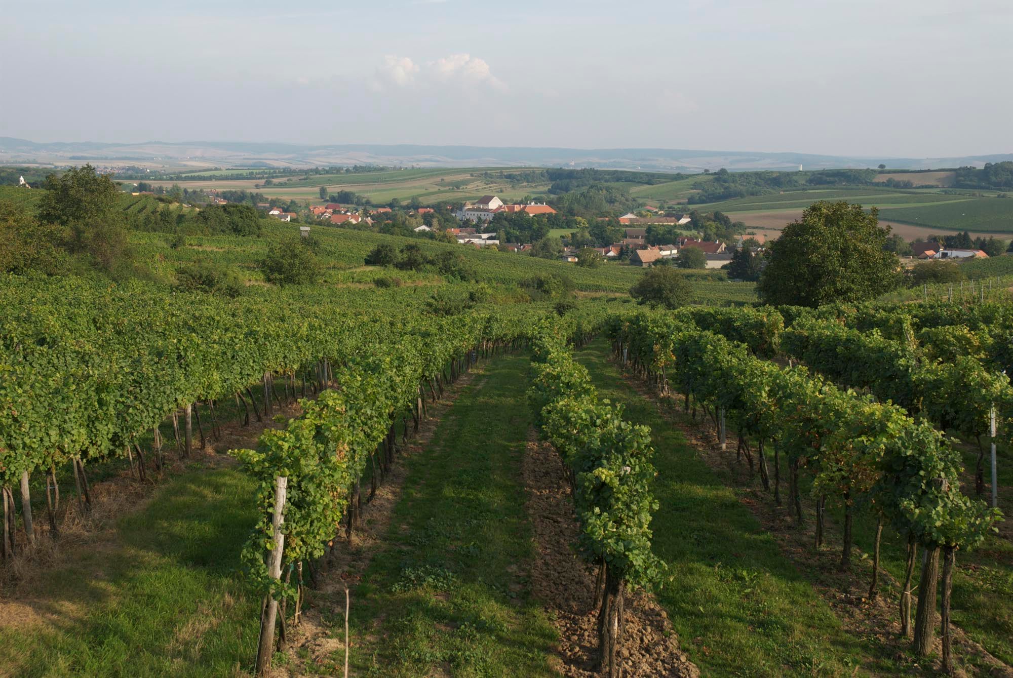 Vinohrady v Mailbergu s výhľadom na obec a okolitú krajinu.