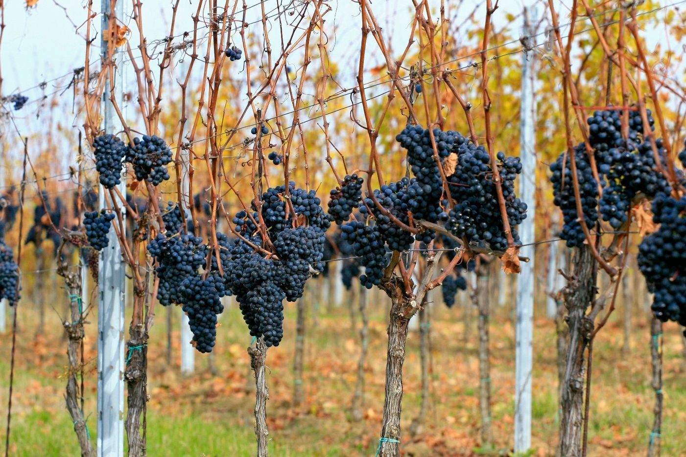Retzbachova vodcovská cesta cez hranicu