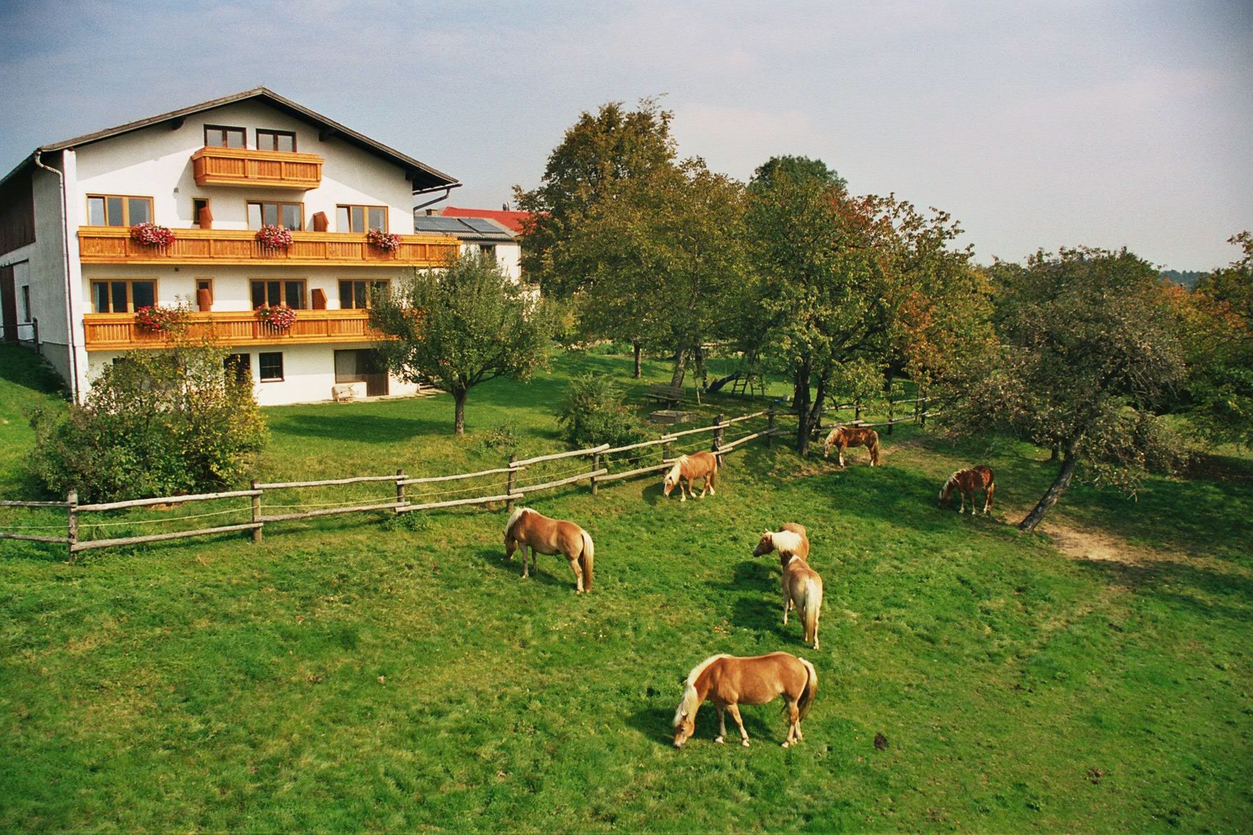 Biely dom s drevenými balkónmi a kvitnúcimi kvetmi, obklopený zelenou lúkou s pasúcimi sa koňmi a stromami.