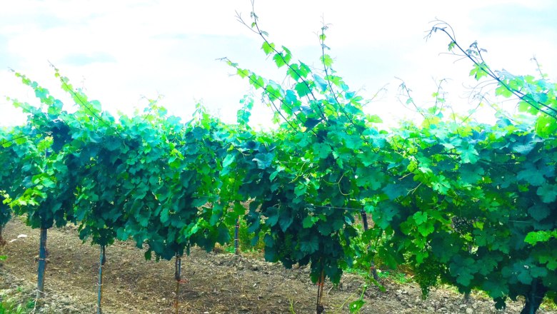 Country house Weingarten, &copy; Fam. Ritz