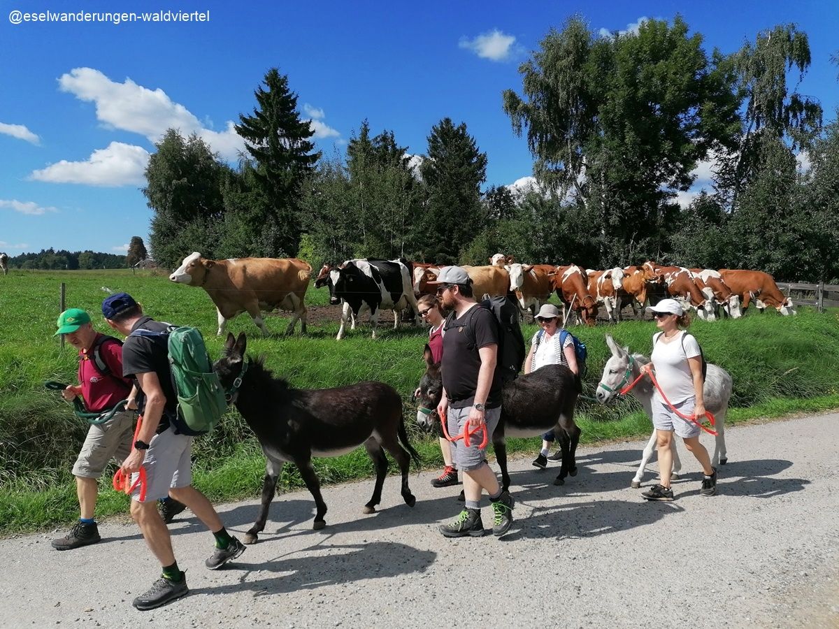 Trekking na oslovi