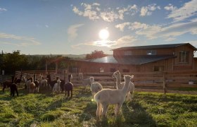 The cuddly alpacas, &copy; Alpakazucht Siebenhirten