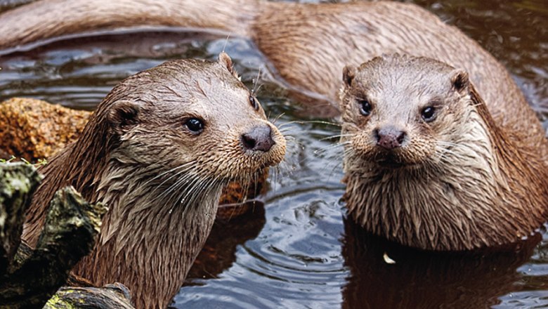 Pair of otters in the UnterWasserReich, © UnterWasserReich