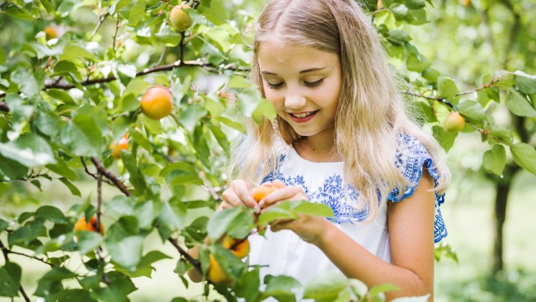 Marille-Verwendung-ok-&copy;-N&Ouml;W, Stefan F&uuml;rtbauer (57), &copy; N&Ouml;W, Stefan F&uuml;rtbauer