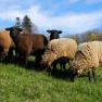 Sheep at the Poggau farm, © zVg Einkehrhof Poggau