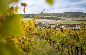 Weingarten Carnuntum, &copy; Donau Nieder&ouml;sterreich/Barbara Elser