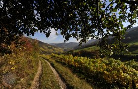 viticulture wachau, &copy; Petr Blaha
