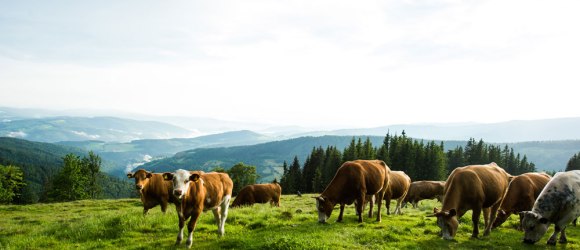 Tie sa tu totiž označujú pojmom Schwaigen, © Wiener Alpen in Niederösterreich/Michael Reidinger