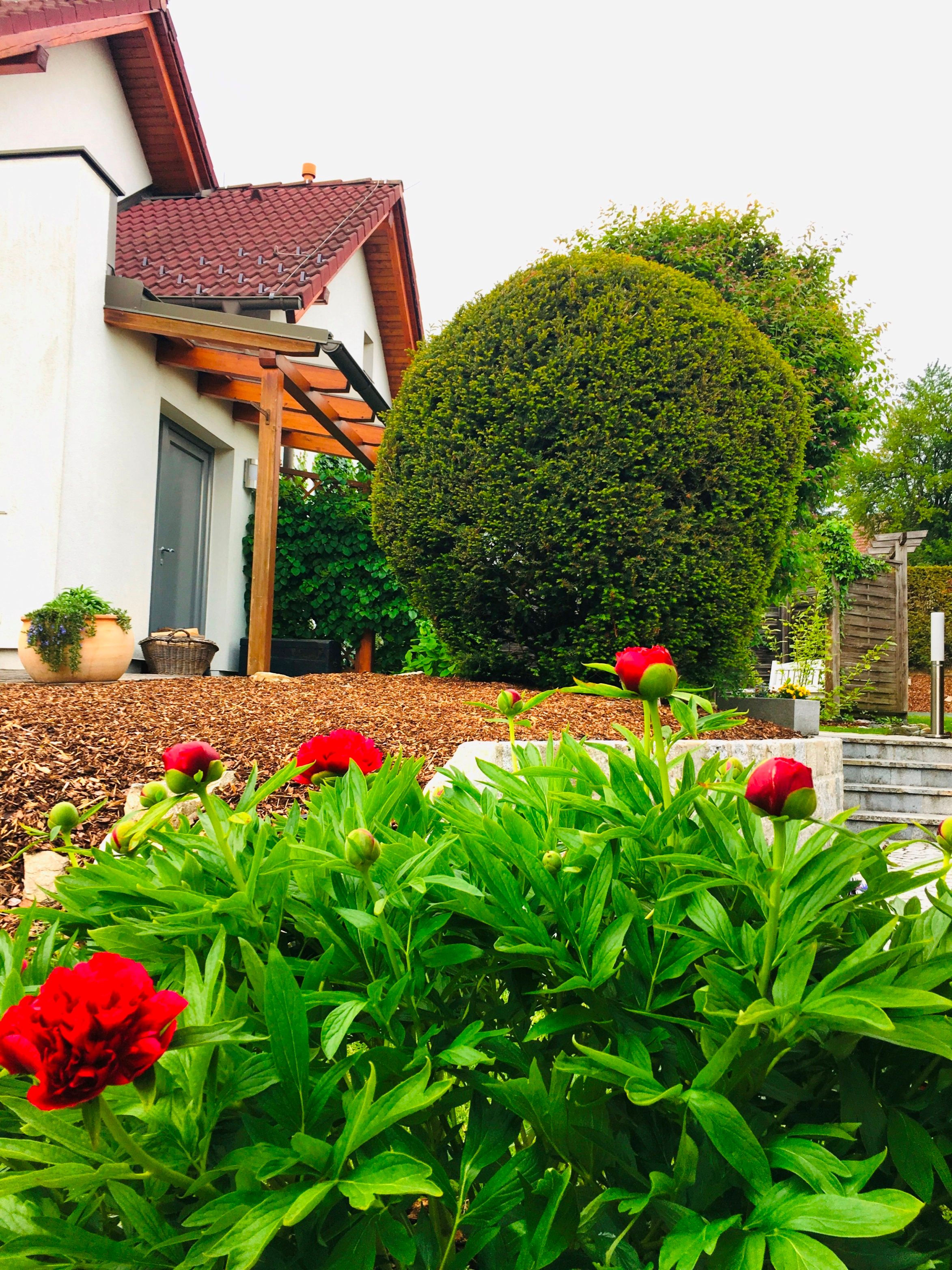 Upravená záhrada s červenými kvetmi, veľký ker a dom s červenou strechou.