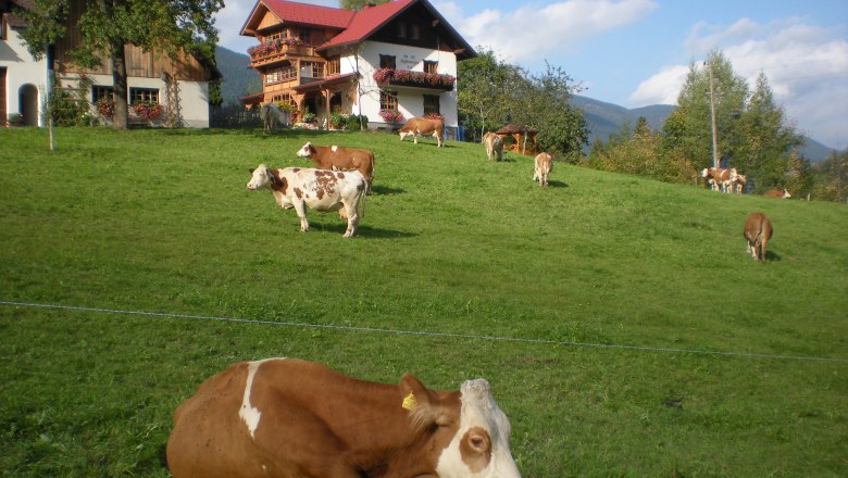 Krava zo Salchecku leňoší na lúke, © Ferienhof Salcheck