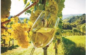 Viticulture "Luki", © Ludwig Kirchhofer