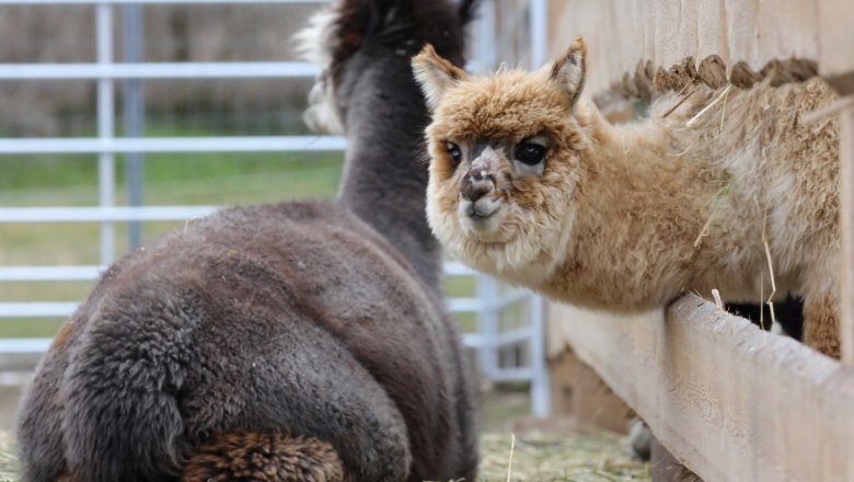 Alpaca, © Alpakaerlebnis Marchfeldmühle