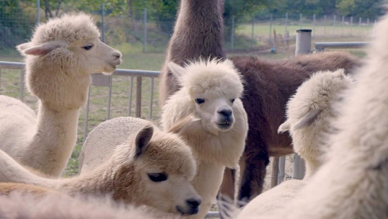 Alpaca experience in the Vienna Woods, &copy; (c) Karina P&ouml;schl