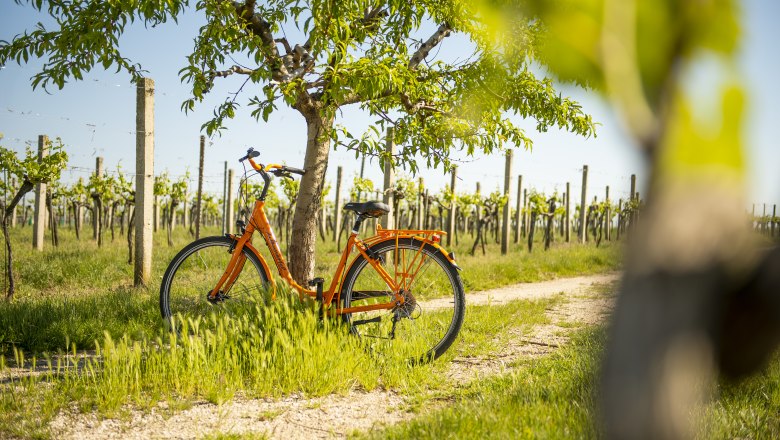 Cycling in the Weinviertel, &copy; Weinviertel Tourismus GmbH / POV / Robert Herbst